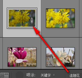 Lightroom怎么给照片加上关键字？为照片添加关键字方法介绍_