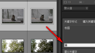 Lightroom怎么给照片加上关键字？为照片添加关键字方法介绍_