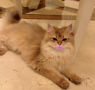 抖音猫说话特效怎么做的