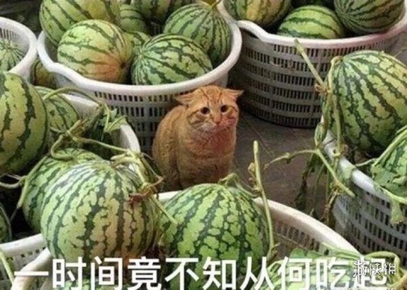 吃瓜表情包4