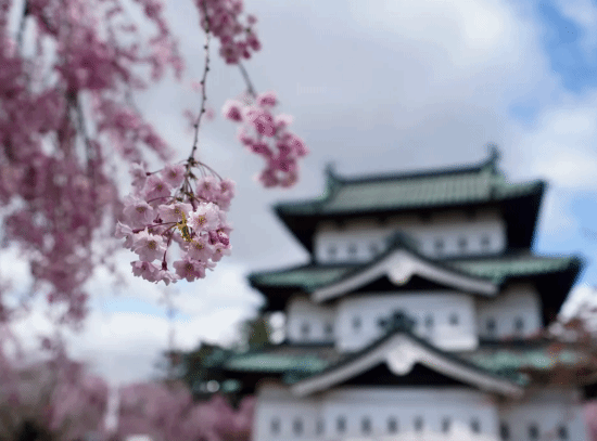 为还原日本文化下了大功夫！《羊蹄山》新增采菜玩法