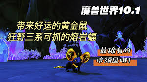 魔兽世界中狡猾的老鼠在哪抓